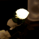 GRACE ROSE（グレイスローズ）：ホワイト　水に反応してふわりと光るバラの花　レンタル