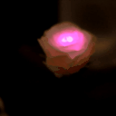 GRACE ROSE（グレイスローズ）：ピンク　水に反応してふわりと光るバラの花　レンタル