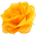パステルローズL オレンジ　Giant Flower 花径約45cm